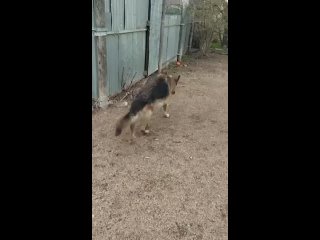 Видео от Help_big_dog