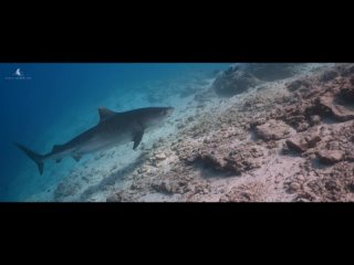 Chris Underwater-Diving with Tiger Sharks at Fuvahmulah, Maldives