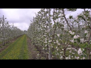 В белгородских садах зацвели яблони