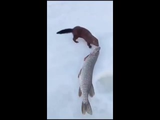 Неудачная попытка норки украсть щуку у рыбака.