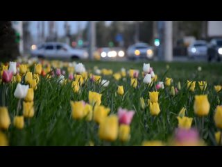 Этой весной на клумбах Оренбурга зацвели более 280 тысяч тюльпанов