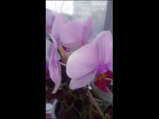 Орхидея - весной 24