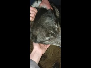 Видео от Помощь животным Остров надежды, Ковылкино