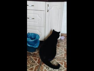 Видео от Питомник шотландских кошек “Severnaya Sovushka“