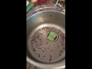 Уничтожение насекомых тарканов клопов блох Alexey Allyanov