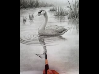 Pencil drawing of a beautiful cute duck swimming underwater