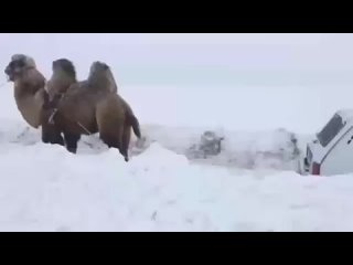 Обычный день в Саратове. Верблюд вытаскивает застрявшую в снегу Ниву.