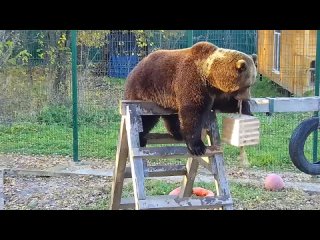 Could you imagine having a bear as your friend? In an extraordinary bond, a massive 300-kilogram furry beast became the best fri
