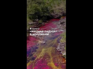 В Колумбии течет одна из самых красивых рек в мире. Каньо Кристалес — словно жидкая радуга. Разноцветный окрас... (видео)