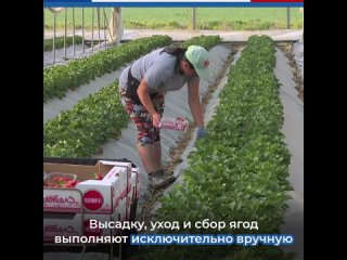 В Крыму приступили к сбору урожая садовой земляники