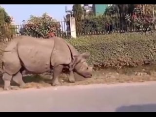 Rhino meets dog