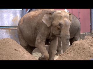 Перед летним сезоном работники Московского зоопарка насыпают слонам свежий песок в уличный вольер. Для животных  отличная игруш