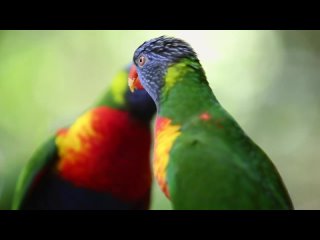 Неувядающие краски птичьих перьев - Trim