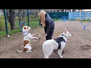 Видео от Кинолог в СПБ и ЛО (Sorriso del cane)