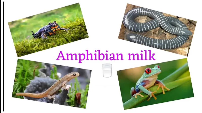 Amphibian milk