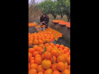 Сбор апельсинов в Китaе
