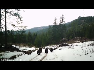 🇷🇴 O ursoaică cu trei pui trece prin fața unei camere de monitorizare amplasată într-o pădure din Parcul Național Cheile Bicazul