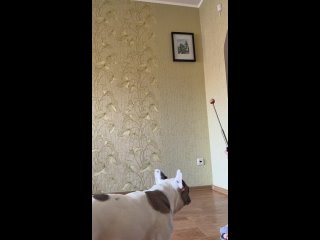 Видео от Школа дрессировки собак “Отличный пес“