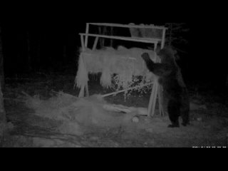 Проснувшийся после зимней спячки медведь попал в объективы камер в Якутии