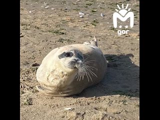 Раненого тюленёнка нашли на городском пляже в Махачкале
