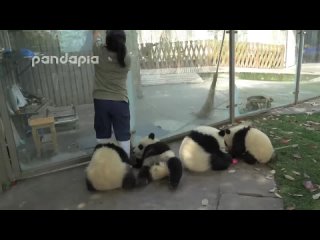 Веселые панды