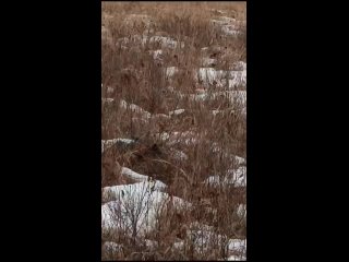В Серышевский округ прилетели краснокнижные птицы - двух белохвостых орланов увидели в Воскресеновском заказнике