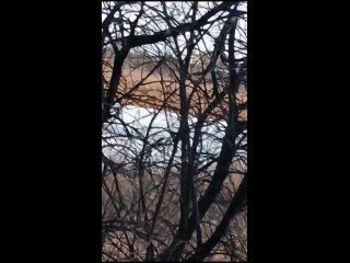 Сразу двух белохвостых орланов заметили в Воскресеновском заказнике Серышевского округа
