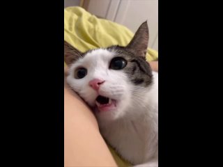Видео от Ивановские котики ( помощь бездомным кошкам)