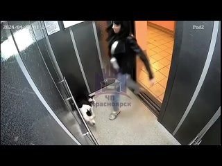 Красноярка бьет собаку в лифте