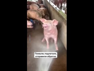 🤩Верховная Рада приняла законопроект, который поясняет крепостным их место в пищевой цепочке.
Демобилизоваться из ВСУк теперь мо