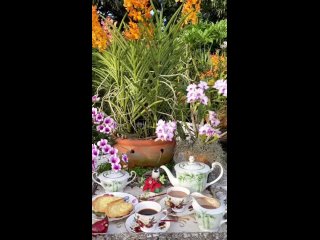 Видео от Орхидеи и Жанна, уход и цветение