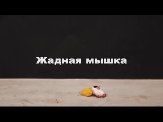 Жадная мышка - Максим  Янкевич -- Сквирел -- МультСтудия Академия Волшебников 89080252490