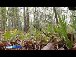 В Красноярском крае пропал первый в этом году сборщик черемши