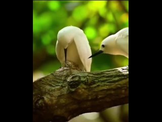 Видео от Корелла нимфа,  любители декоративных птиц