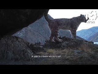 Ирбис из Саяно-Шушенского заповедника выступил прямо перед фотоловушкой