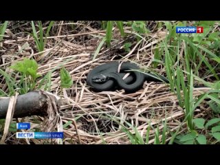 В Челябинской области проснулись змеи: что делать при нападении пресмыкающихся