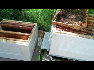 #Пчёлы. Делаем отводок во втором корпусе  ППУ для получения свищевых маток на цветение акации.