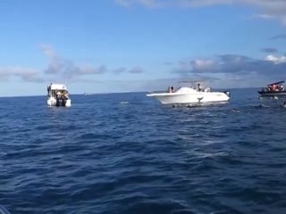 Охота за дельфинами на Маврикии