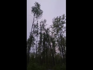 Video by Охотники Рязанской области
