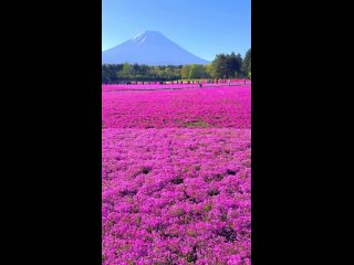 цветущие флоксы на фоне Фудзиямы