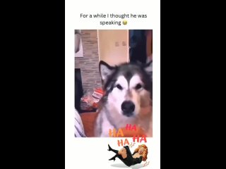 Прикольная озвучка 😂👍🏻 смешные питомцы 😂  funny dog videos