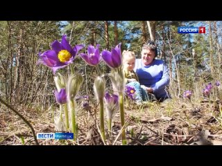 Жителей просят не срывать первоцветы в лесах Липецкой области