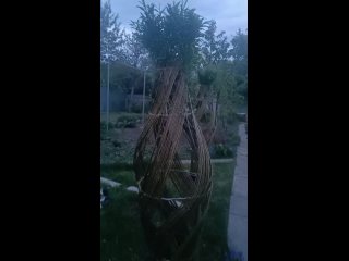 Видео от Плетёная ива