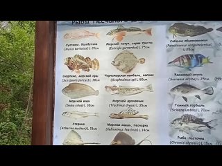 Лекция. Фауна долины Сукко: насекомые, пресмыкающиеся, рыбы, птицы, звери.