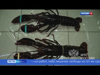 Через Смоленск пытались провезти 16 килограммов лобстеров