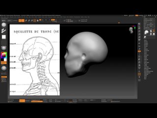 (2 - Skeleton Ecorche) 2. Skull Block Out