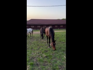 Видео от Конный двор Чиняевых | лошади Юга