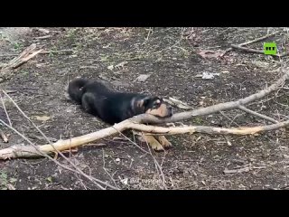 ️Эксклюзив с Белгородского приграничья