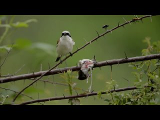 Сорокопут-жулан ест мышь