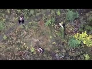 На Камчатке с помощью дрона искали пропавшего пёселя, а обнаружили его соеди медведей